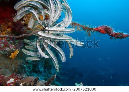 Crenoid or sea lilly on coral reef