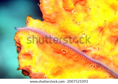 single arm of a Pink Brittle Star or Violet Brittle Star on an orange sponge