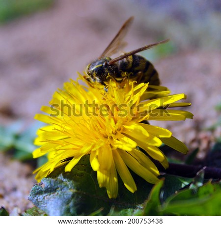 Wasp collecting nectar from a flower of a dandelion