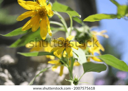 Close up photography of the sunflowers while they are growing