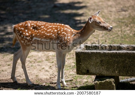 a deer drinks water from the trough