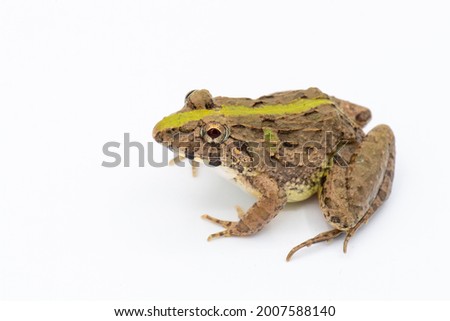 Rice field or paddy field frog, Fejervarya limnocharis, isolated on a white studio background. 