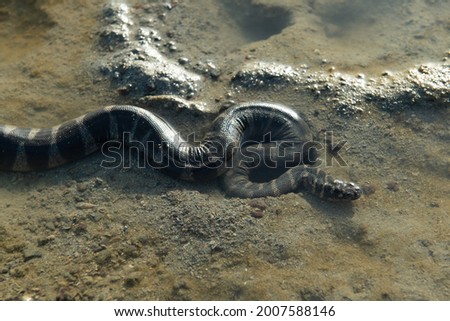 A close up picture of little filesnake, Acrochordus granulatus, in its habitat, muddy area of Li-de island at Satun Province, southern Thailand. 