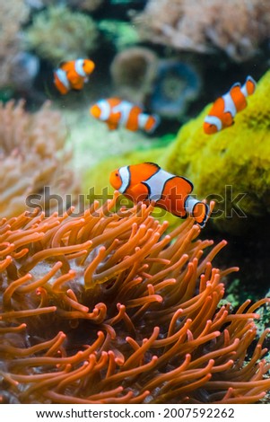 Little orange clown fish on a background of large corals. Clown fish swim between colored corals in an aquarium with salt water. Royalty-Free Stock Photo #2007592262