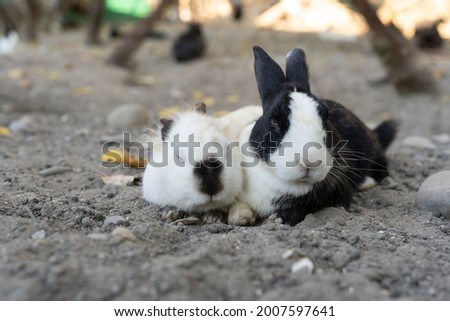 black and white rabbits lie on the ground. contact zoo. home zoo. farm