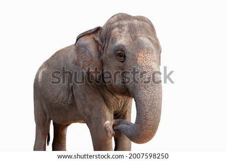 Little elephant smiling on isolated white background 