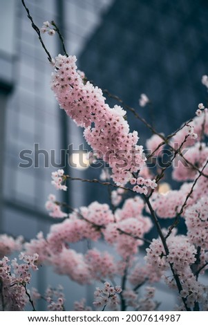 View of the cherry blossoms in spring with Glass skyscrapers in Gdansk Oliwa Poland. Sakura cherry blossom branch against skyscraper building background in spring