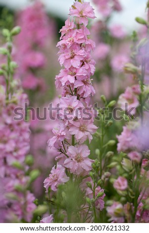 Pink and purple Delphinium Larkspur flowering plant in flower field in Britian UK of the Ranunculaceae family