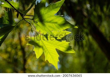 Young fluffy green leaves of the American plane tree (Platanus occidentalis) on blurred background of green leaves in Adler Park. Selective focus. Close-up. Nature concept for design. Spring 2021. Royalty-Free Stock Photo #2007636065