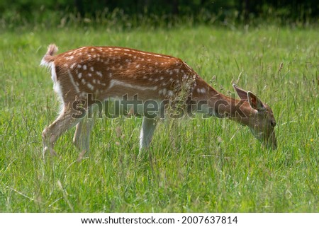 close up of a female fallow deer (dama dama) grazing in a meadow