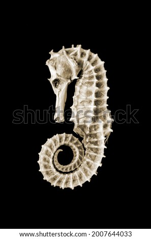 Dried seahorse skeleton isolated on a black background