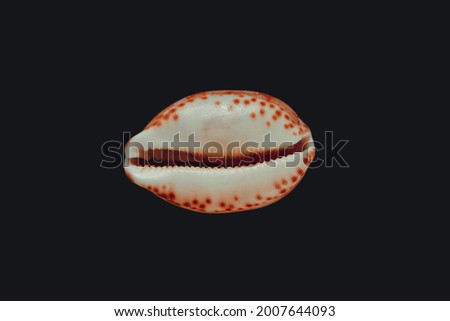 Cypraea tigris, tiger cowrie, isolated on black background