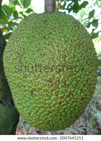 jackfruit at tree stock photo