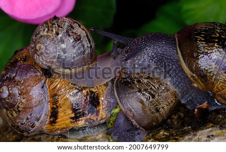 Cornu aspersum, known by the common name garden snail, is a species of land snail in the family Helicidae, which includes some of the most familiar land snails.  Royalty-Free Stock Photo #2007649799