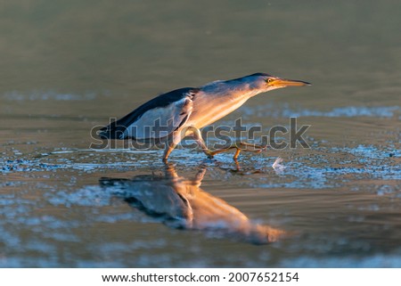 Little bittern, Ixobrychus minutus, hunting in the river. Royalty-Free Stock Photo #2007652154