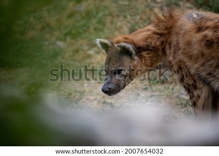 The spotted hyena (Crocuta crocuta), also known as the laughing hyena.