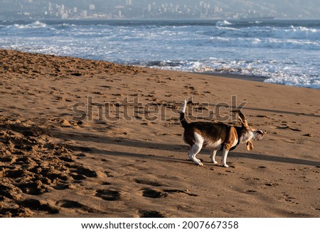 Dog shaking off sand on the beach with city on the horizon