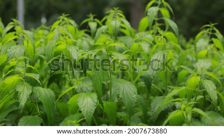 Photo of a plant nettle. Nettle with fluffy green leaves. Background Plant nettle grows in the ground. Nettle on a natural background