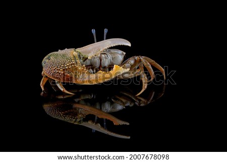 Fiddler crab closeup on black background, Comando crab "uca vocans" closeup, yellow violin crab