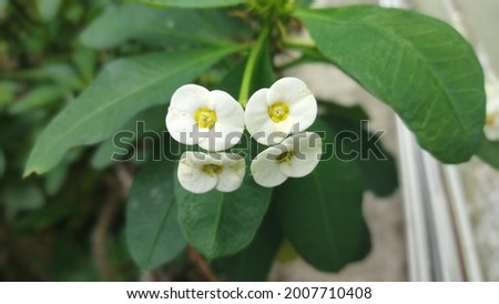 Picture of the White Flower 