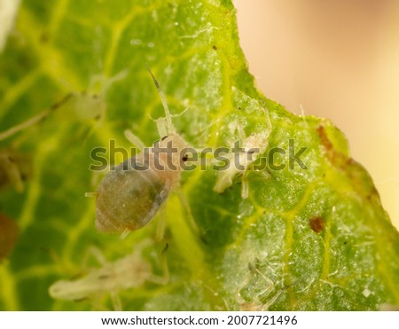 Close-up of aphids on a green leaf. Macro