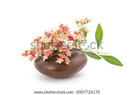 Henna or lawsonia inermis flowers isolated on white background. 