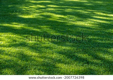 Clover lawn, view of a green lawn in spots from the sun for the background
