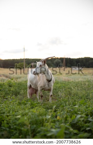 goat are standing in an open field. Beautiful card with goat.