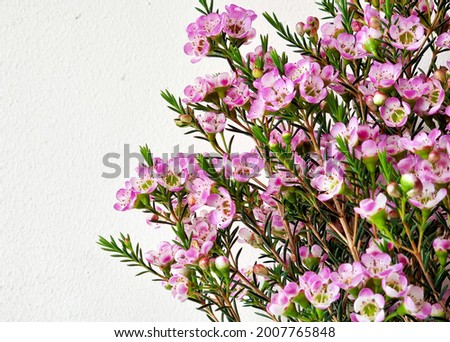 Chamelaucium waxflower on white background: Chamelaucium, also known as waxflower, is a genus of shrubs endemic to southwestern Western Australia.  Royalty-Free Stock Photo #2007765848