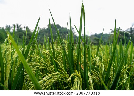 traditional rice farming in Indonesia. Macro photo of rice plants in the morning
