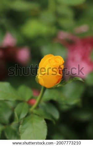 Beautiful rose macro photography. Close up flower with pastel colors. Countryside nature in summer time.