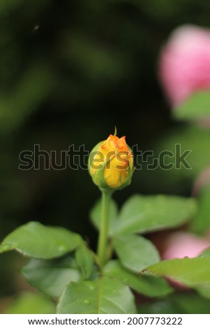 Beautiful rose macro photography. Close up flower with pastel colors. Countryside nature in summer time.