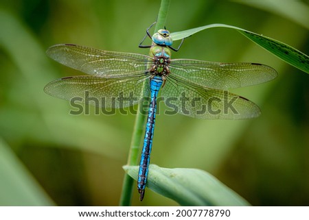 The emperor dragonfly or blue emperor is a large species of hawker dragonfly of the family Aeshnidae, averaging 78 millimetres in length Royalty-Free Stock Photo #2007778790