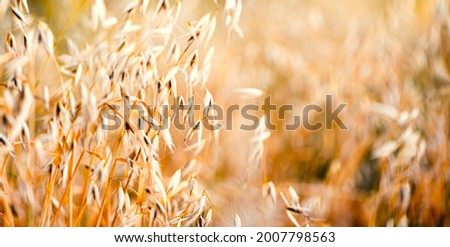 Ripe oats are growing in the field. Golden ears of oats close-up, selective focus, copy space, banner. Oats field.
