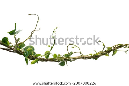 vine plant climbing isolated on white background. Clipping path Royalty-Free Stock Photo #2007808226
