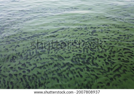 Green algae on the surface of the water. blooming water as a consequence of the dam structure and environmental pollution.
