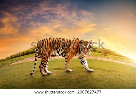 Great tiger male in the nature habitat. Tiger walk  during the golden light time. Wildlife scene with danger animal. Hot summer in India. Dry area with beautiful indian tiger, Panthera tigris.