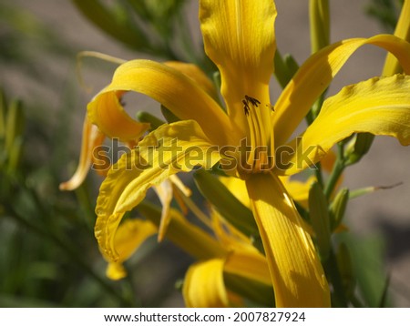 Graceful bright yellow daylily flower with narrow curved textured petals and long slender stamens. For creative designs with a rare spider-like lily. Close-up. Shallow DOF. Bokeh.
