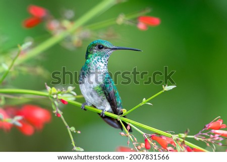 A female Blue-chinned Sapphire hummingbird (Chlorestes notata) perching on a branch with red flowers. Peaceful picture of hummingbird and flowers. Tropical bird in garden. Royalty-Free Stock Photo #2007831566