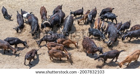 A herd of goats grazes on a field with hay.