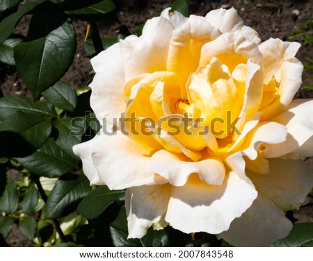 image of beautiful flowers in the park close-up 