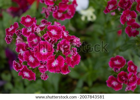 image of beautiful flowers in the park close-up 