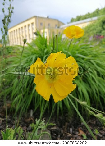a large beautiful blooming yellow poppy on a blurry background of greenery and cityscape. flower wallpaper.