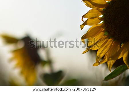 sunflower petals yellow reflected by the shadows of the sunlight with a group of sunflowers shadowed on the white side of the picture