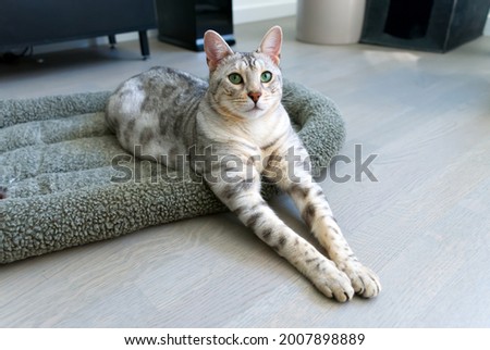 Funny beautiful Bengal cat lying in his crib. Silver spotted kitten stock photo. close up