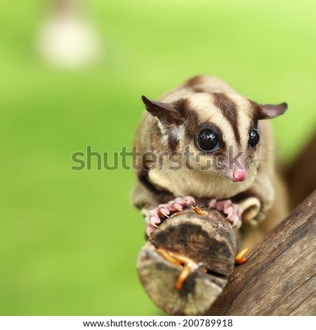sugar-glider climb on the tree with mealworm