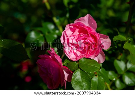 A lot of small pink roses on bush closeup in sunset garden. peony rose bush blossoming at backyard garden on bright summer day. flower decoration and landscaping design