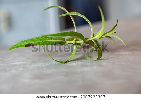 hands holding a basil branch with orange background