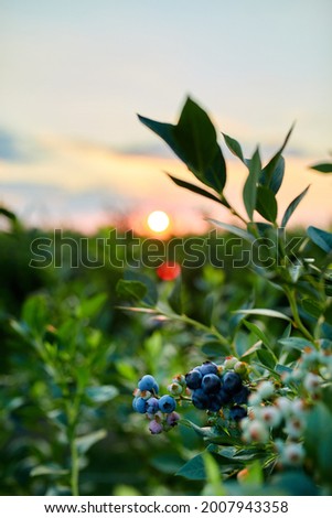 Blueberry bush on sunset, organic ripe with succulent berries, just ready to pick, Blueberries plant growing in a garden field, . Blue berry hanging on a branch, Bio, organic healthy food Royalty-Free Stock Photo #2007943358
