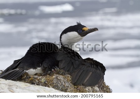 Antarctic blue-eyed cormorant sitting on a nest on a background of ice in the Southern Ocean